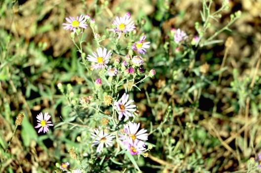 IMG_9874 Flowers Greys