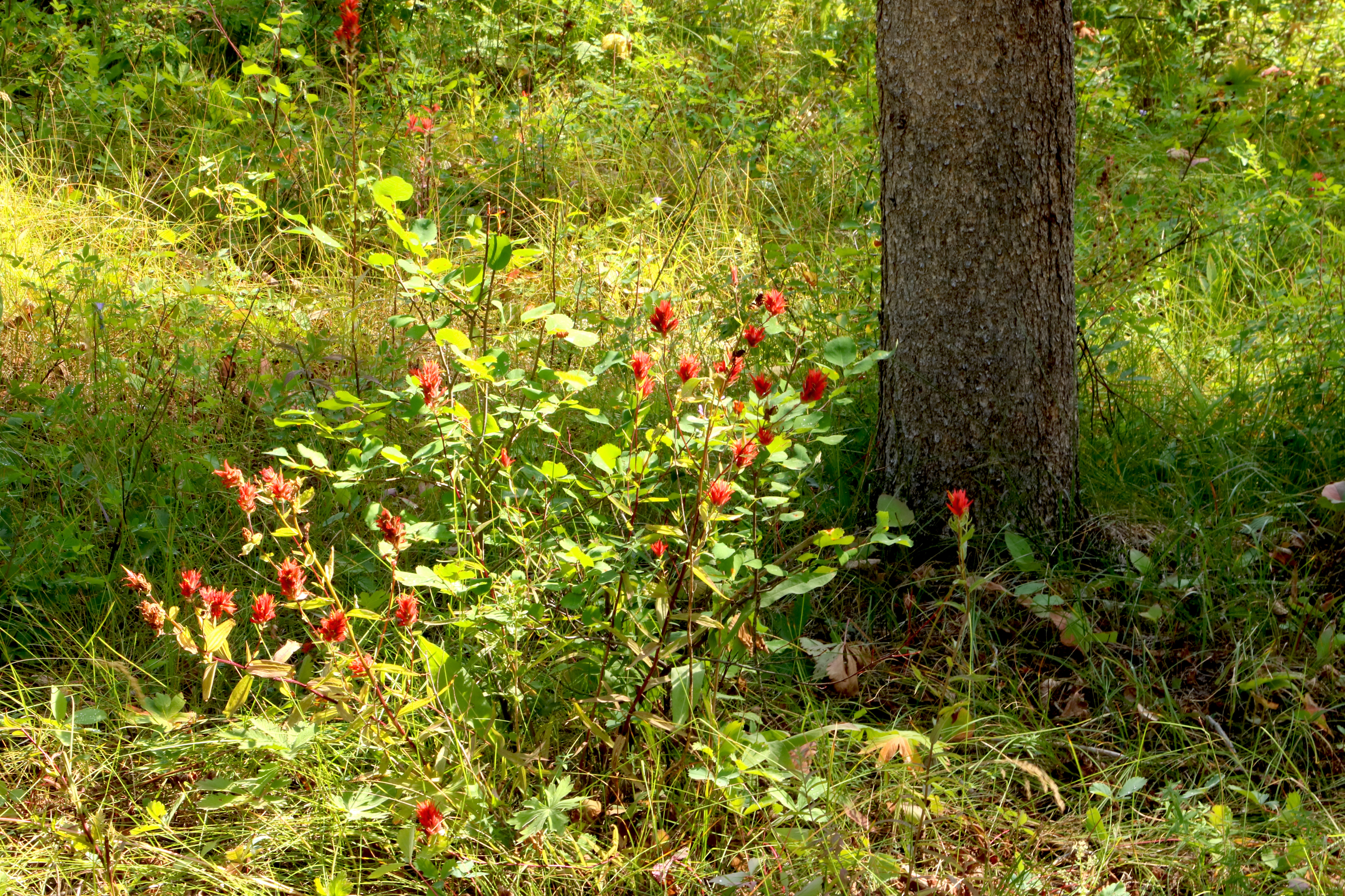IMG_9938 FLowers on the Greys