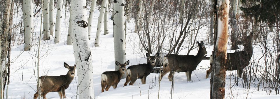 Life in the Loony Lane